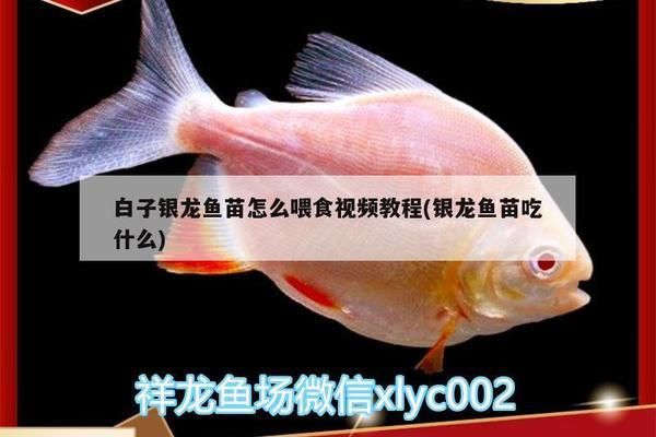 如何判斷白子銀龍魚苗飽腹，判斷白子銀龍魚苗是否飽腹是喂養(yǎng)管理中的關(guān)鍵步驟 觀賞魚市場（混養(yǎng)魚） 第4張