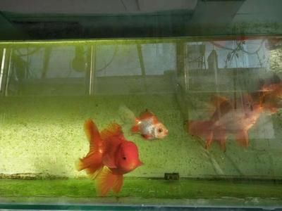 觀賞魚飼養(yǎng)密度最佳實(shí)踐，觀賞魚的飼養(yǎng)密度最佳實(shí)踐 觀賞魚市場（混養(yǎng)魚） 第1張