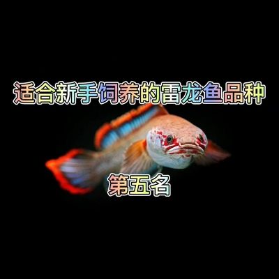 雷龍魚哪種最貴最好養(yǎng)，目前市場上最貴的雷龍魚品種是什么？ 龍魚百科 第4張