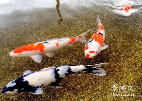 三色錦鯉魚繁殖中的常見問題，三色錦鯉魚的繁殖技術(shù) 觀賞魚市場（混養(yǎng)魚） 第1張