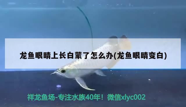 龍魚眼睛上長(zhǎng)白蒙了怎么辦，如何判斷龍魚水質(zhì)好壞,龍魚日常護(hù)理要點(diǎn)有哪些