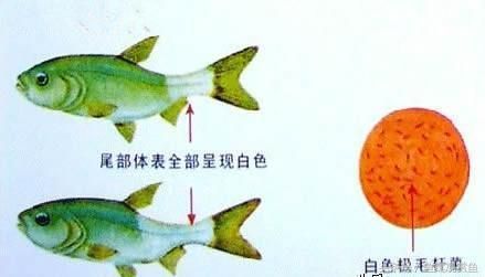 觀賞魚疾病快速診斷方法，觀賞魚疾病快速診斷方法,觀賞魚水質(zhì)檢測(cè)實(shí)用技巧 觀賞魚市場(chǎng)（混養(yǎng)魚） 第3張