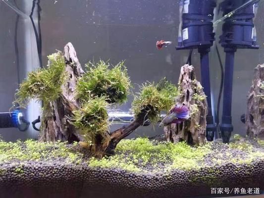 魚(yú)缸不用換水的原理是什么，活性炭在魚(yú)缸凈化中的作用 魚(yú)缸百科 第1張