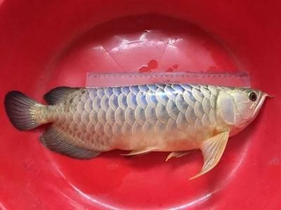 龍魚換水前需要禁食嗎為什么，龍魚換水前不需要禁食但需要注意以下幾點(diǎn)事項 龍魚百科 第1張