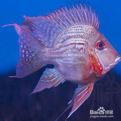 元寶鳳凰魚(yú)飼料增色原理，元寶鳳凰魚(yú)飼料增色原理解釋元寶鳳凰魚(yú)飼料增色原理 觀賞魚(yú)市場(chǎng)（混養(yǎng)魚(yú)） 第1張