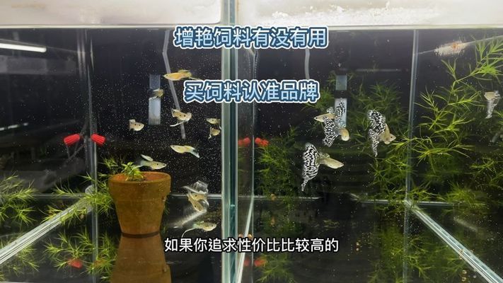 元寶鳳凰魚(yú)飼料增色原理，元寶鳳凰魚(yú)飼料增色原理解釋元寶鳳凰魚(yú)飼料增色原理 觀賞魚(yú)市場(chǎng)（混養(yǎng)魚(yú)） 第3張