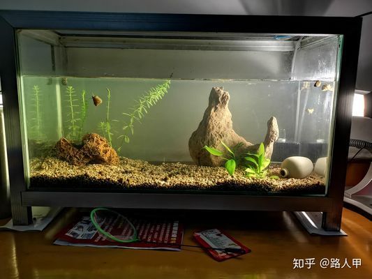 30cm的魚(yú)缸，30cm魚(yú)缸造景材料清單 魚(yú)缸百科 第6張