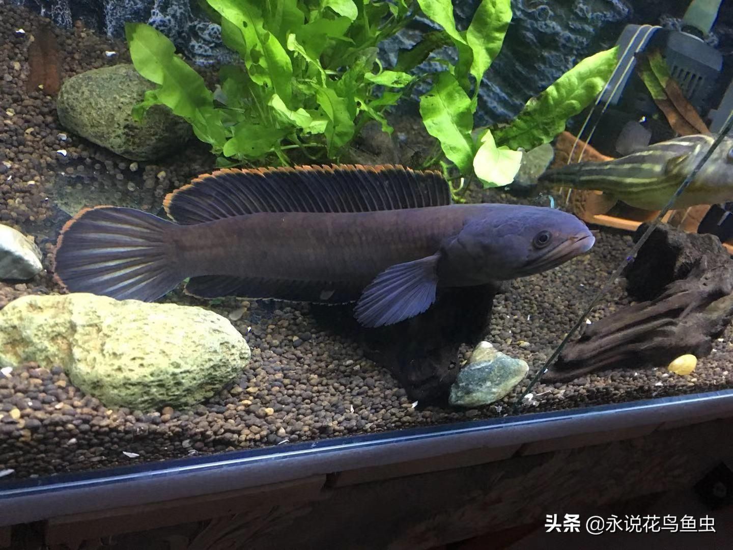 改善水質(zhì)防止雷龍魚疾病指南，雷龍魚改善水質(zhì)指南，防止雷龍魚的疾病，保證健康和幸福生活 觀賞魚市場（混養(yǎng)魚） 第3張