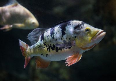 帝王三間魚，《瘋狂騎士團》帝王三間魚與皇冠三間魚繁殖技巧分享 觀賞魚市場（混養(yǎng)魚） 第4張