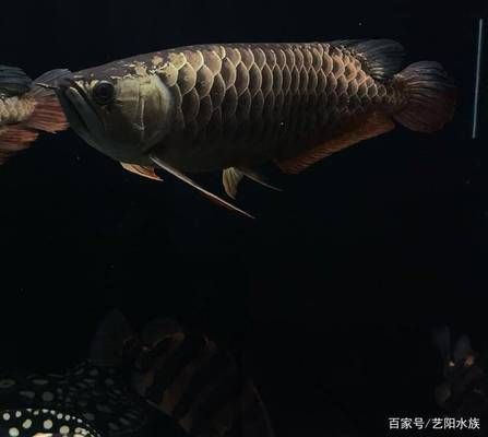 龍魚什么背景什么底色，如何選擇龍魚的背景和底色 龍魚百科 第1張