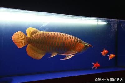 龍魚魚苗，龍魚魚苗養(yǎng)殖技巧