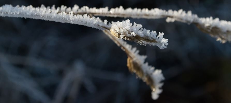 雷龍魚多長時(shí)間繁殖一次，雷龍魚在一年內(nèi)可以繁殖多次 龍魚百科 第1張