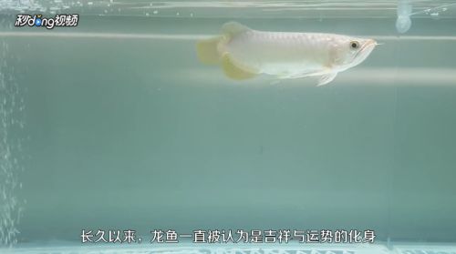 龍魚養(yǎng)殖技巧分享，龍魚養(yǎng)殖技巧,龍魚專用飼料選擇技巧 觀賞魚市場（混養(yǎng)魚） 第3張