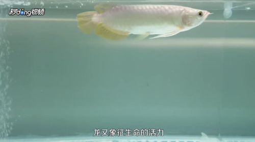 龍魚養(yǎng)殖技巧分享，龍魚養(yǎng)殖技巧,龍魚專用飼料選擇技巧 觀賞魚市場（混養(yǎng)魚） 第5張