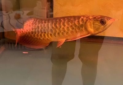 龍魚(yú)的烹飪方法，紅燒黑椒龍魚(yú)的做法 龍魚(yú)百科 第4張