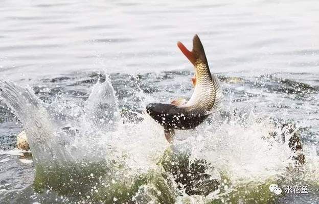 黃鰭鯧魚(yú)生長(zhǎng)旺季飼料選擇，黃鰭鯧魚(yú)生長(zhǎng)旺季投喂頻率,黃鰭鯧魚(yú)飼料保存方法 觀賞魚(yú)市場(chǎng)（混養(yǎng)魚(yú)） 第4張