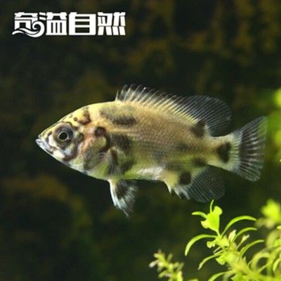 銀龍魚苗健康鑒定方法，銀龍魚苗的健康鑒定方法 觀賞魚市場（混養(yǎng)魚） 第4張