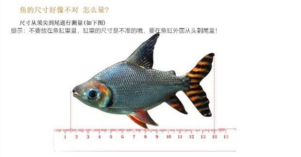 銀龍魚苗健康鑒定方法，銀龍魚苗的健康鑒定方法 觀賞魚市場（混養(yǎng)魚） 第2張