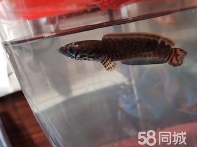 雷龍魚體型排行榜前十名，雷龍魚體型排行榜 龍魚百科 第4張