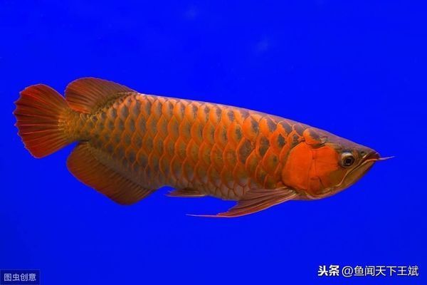 龍魚最近不吃食怎么辦呢，如何判斷龍魚是否患病 龍魚百科 第4張