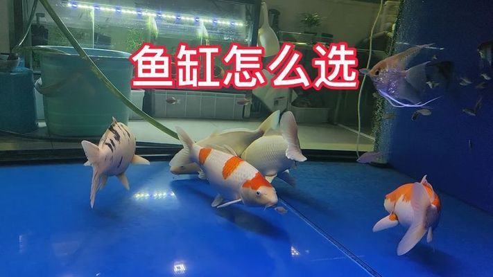 新手養(yǎng)魚魚缸選擇，新手養(yǎng)魚魚缸照明設備選購技巧魚缸照明設備選購技巧 魚缸百科 第6張