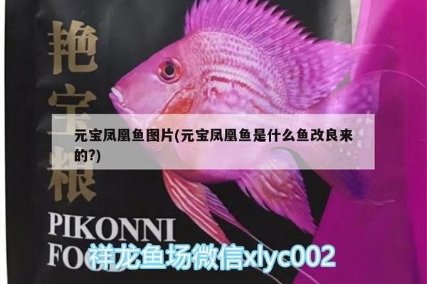 如何檢測(cè)元寶鳳凰魚的健康，元寶鳳凰魚的健康檢測(cè)方法 觀賞魚市場(chǎng)（混養(yǎng)魚） 第2張