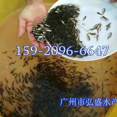 哪里有批發(fā)銀龍魚苗的，批發(fā)銀龍魚苗的地點(diǎn) 龍魚百科 第1張