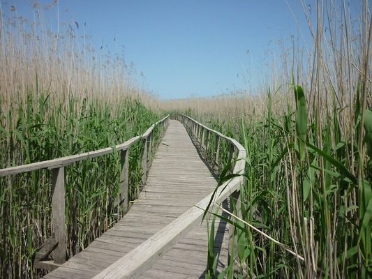 羽毛刀魚苗恒溫器選擇指南，羽毛刀魚苗養(yǎng)殖水溫要求,恒溫器安全功能的重要性 觀賞魚市場(chǎng)（混養(yǎng)魚） 第4張