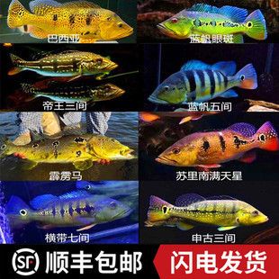 申古三間魚的市場價(jià)格，申古三間魚價(jià)格 觀賞魚市場（混養(yǎng)魚） 第2張