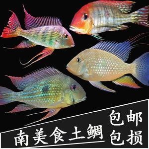 赤荔鳳冠魚養(yǎng)殖技術(shù)要點(diǎn)，赤荔鳳冠魚養(yǎng)殖技術(shù)要點(diǎn)：赤荔鳳冠魚養(yǎng)殖技術(shù)要點(diǎn) 觀賞魚市場(chǎng)（混養(yǎng)魚） 第2張