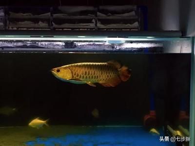 如何挑選龍魚(yú)，如何挑選合適的龍魚(yú)，如何挑選合適的龍魚(yú)觀賞魚(yú)的方法 龍魚(yú)百科 第2張