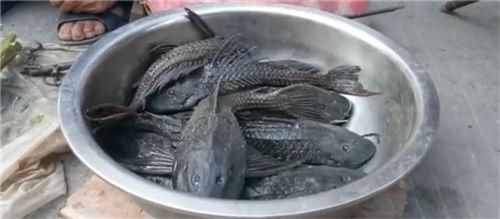 招財(cái)貓魚苗飼料品牌推薦，招財(cái)貓魚飼料品牌推薦 觀賞魚市場(chǎng)（混養(yǎng)魚） 第3張