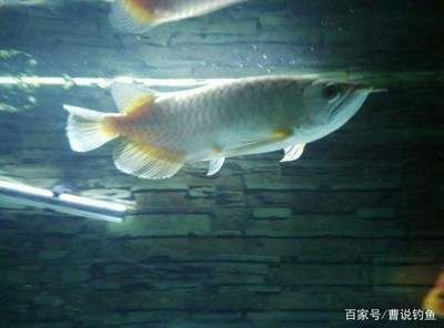 青龍魚能活多久啊怎么養(yǎng)，青龍魚的壽命和養(yǎng)殖方式 龍魚百科 第1張