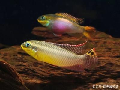 翡翠鳳凰魚市場供需分析，翡翠鳳凰魚在市場上有一定的需求 觀賞魚市場（混養(yǎng)魚） 第3張