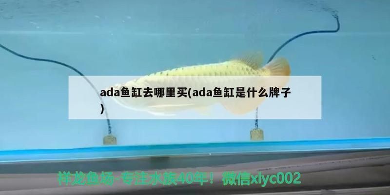 月光鴨嘴魚飼料品牌推薦，月光鴨嘴魚飼料品牌 觀賞魚市場（混養(yǎng)魚） 第1張