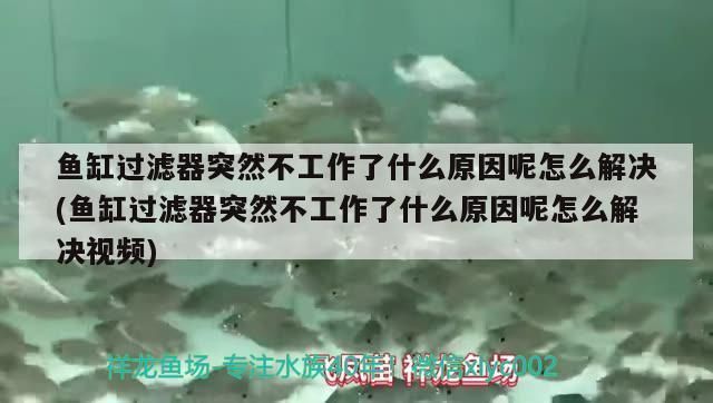 魚缸過濾器突然不工作了還能用嗎，如何清洗魚缸過濾器濾材 魚缸百科 第3張