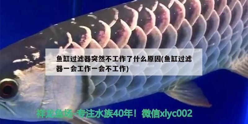 魚缸過濾器突然不工作了還能用嗎，如何清洗魚缸過濾器濾材 魚缸百科 第5張