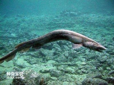 海象魚(yú)，海象魚(yú)的飼養(yǎng)技巧 觀賞魚(yú)市場(chǎng)（混養(yǎng)魚(yú)） 第3張