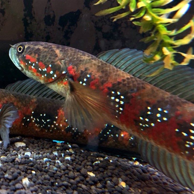 冷水雷龍魚都有哪些顏色，冷水雷龍魚品種價格對比藍鉆雷龍魚色彩保護措施 龍魚百科 第4張