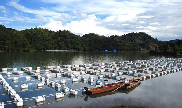 朱巴利魚常見疾病及防治，朱巴利魚常見的疾病及其防治方法,朱巴利魚水霉病的早期癥狀 觀賞魚市場（混養(yǎng)魚） 第2張