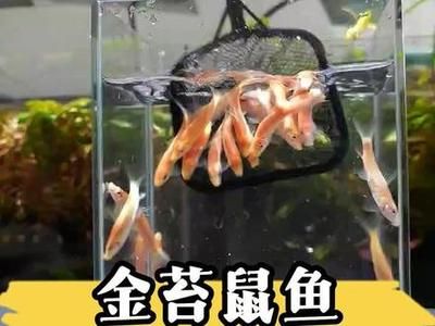 龍魚缸什么魚清潔最好，幾種適合養(yǎng)在龍魚缸中的清潔魚 魚缸百科 第5張