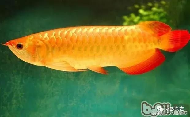 龍魚介紹圖，龍魚飼養(yǎng)技巧分享 龍魚百科 第2張