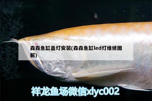 森森魚缸燈是一體的怎么換，如何選擇適合的魚缸燈 魚缸百科 第3張