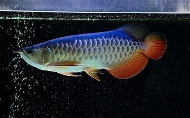 龍魚溫度多少狀態(tài)好，夏季龍魚水溫調(diào)控技巧龍魚水溫調(diào)控技巧 龍魚百科 第3張