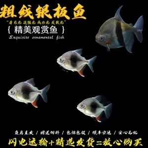 粗線銀板魚苗疾病預(yù)防，粗線銀板魚苗水質(zhì)管理技巧，粗線銀板魚苗疾病早期癥狀識(shí)別 觀賞魚市場(chǎng)（混養(yǎng)魚） 第5張