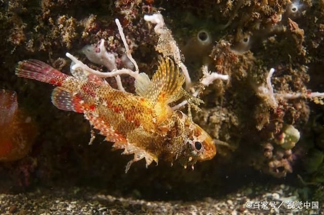 紅老虎魚繁殖技術(shù)要點，紅老虎魚的繁殖技術(shù) 觀賞魚市場（混養(yǎng)魚） 第4張