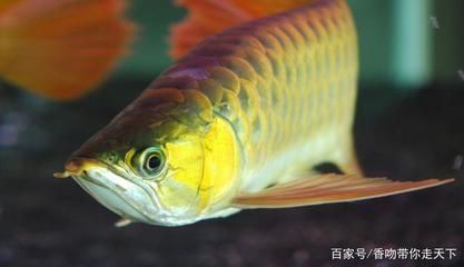 龍魚形態(tài)特征，龍魚品種鑒賞指南：龍魚色彩變化原因龍魚色彩變化 龍魚百科 第1張