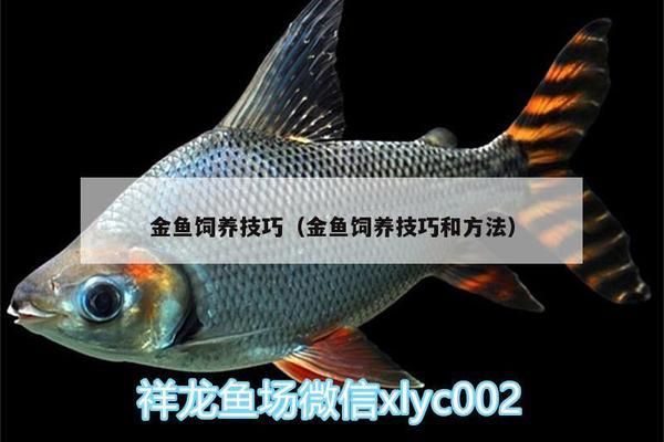 皇家火箭魚的生活習(xí)性研究，皇家火箭魚最佳混養(yǎng)伙伴，皇家火箭魚日常飼料選擇，皇家火箭魚水質(zhì)管理方法 觀賞魚市場（混養(yǎng)魚） 第5張