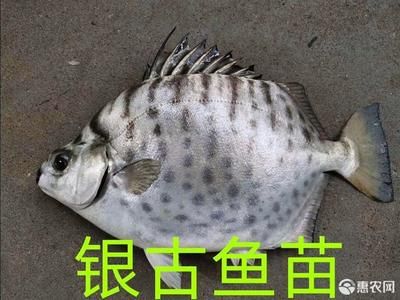 銀古魚苗市場需求增長原因，銀古魚苗市場需求增長趨勢 觀賞魚市場（混養(yǎng)魚） 第5張