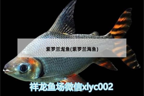 紅魔王銀版魚，紅魔王銀版魚的飼養(yǎng)技巧 觀賞魚市場（混養(yǎng)魚） 第2張